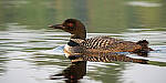 Click to see Y-JG-SONY-A7R-IV-SIGMA-150-600-5527-MOD.JPG