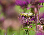 Click to see Y-JG-SONY-A7R-IV-SIGMA-150-600-5612-MOD.JPG