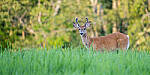 Click to see Y-JG-SONY-A7R-IV-SIGMA-150-600-6068-MOD.JPG