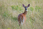 Click to see Y-JG-SONY-A7R-IV-SIGMA-150-600-6086-MOD.JPG