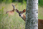 Click to see Y-JG-SONY-A7R-IV-SIGMA-150-600-6092-MOD.JPG