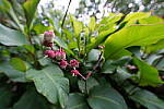 Click to see Y-WB-12_24GM-DSC00006.JPG
