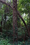 Click to see Y-WB-12_24GM-DSC00196.JPG