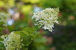 Click to see Y-WB-DSC00273.JPG