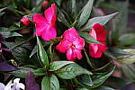 Click to see Y-WB-DSC00345.JPG