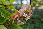 Click to see Y-WB-DSC00352.JPG