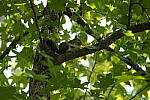 Click to see Y-WB-DSC02205.JPG