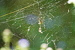 Click to see Y-WB-DSC02239.JPG