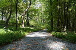 Click to see Y-WB-DSC02245.JPG