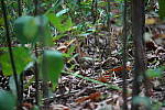 Click to see Y-WB-DSC02269.JPG