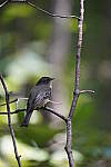 Click to see Y-WB-DSC02330.JPG