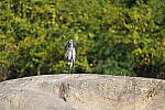 Click to see Y-WB-DSC02363.JPG