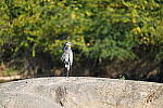Click to see Y-WB-DSC02367.JPG
