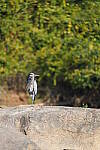 Click to see Y-WB-DSC02374.JPG