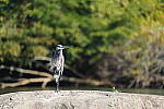 Click to see Y-WB-DSC02395.JPG