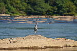 Click to see Y-WB-DSC02474.JPG