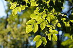 Click to see Y-WB-DSC02538.JPG