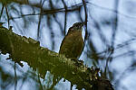 Click to see Y-WB-DSC02554-RAWedit.jpg