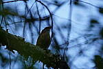 Click to see Y-WB-DSC02554.JPG