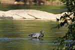 Click to see Y-WB-DSC02587.JPG