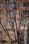 Click to see Y-WB-Sigma50mmDGDN-DSC09832.JPG