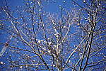 Click to see Y-WB-Sony5014GM-DSC00068.JPG