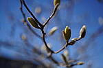 Click to see Y-WB-Sony5014GM-DSC00162.JPG