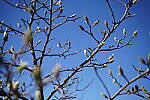 Click to see Y-WB-Sony5014GM-DSC00165.JPG