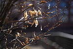 Click to see Y-WB-Sony5014GM-DSC09971.JPG