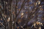 Click to see Y-WB-Sony5014GM-DSC09974.JPG