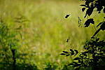Click to see Y-WB-Tam50_400-DSC09426.JPG