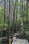 Click to see Y-WB-Tam50_400-DSC09442.JPG