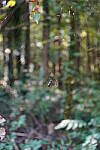 Click to see Y-WB-Tam50_400-DSC09478.JPG