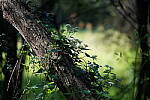 Click to see Y-WB-Tam50_400-DSC09483.JPG