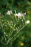 Click to see Y-WB-Tam50_400-DSC09484.JPG