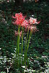 Click to see Y-WB-Tam50_400-DSC09490.JPG
