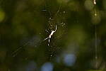 Click to see Y-WB-Tam50_400-DSC09498.JPG