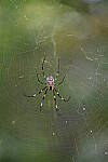 Click to see Y-WB-Tam50_400-DSC09504.JPG