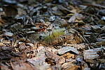 Click to see Y-WB-Tam50_400-DSC09510.JPG