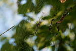 Click to see Y-WB-Tam50_400-DSC09522.JPG