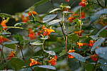 Click to see Y-WB-Tam50_400-DSC09529.JPG