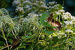 Click to see Y-WB-Tam50_400-DSC09531.JPG