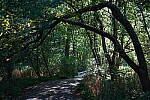 Click to see Y-WB-Tam50_400-DSC09532.JPG