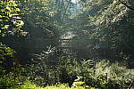 Click to see Y-WB-Tam50_400-DSC09549.JPG