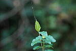 Click to see Y-WB-Tam50_400-DSC09550.JPG