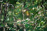 Click to see Y-WB-Tam50_400-DSC09562.JPG