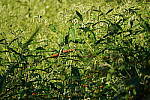 Click to see Y-WB-Tam50_400-DSC09572.JPG