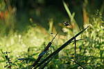 Click to see Y-WB-Tam50_400-DSC09578.JPG