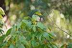 Click to see Y-WB-Tam50_400-DSC09583.JPG