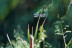 Click to see Y-WB-Tam50_400-DSC09601.JPG